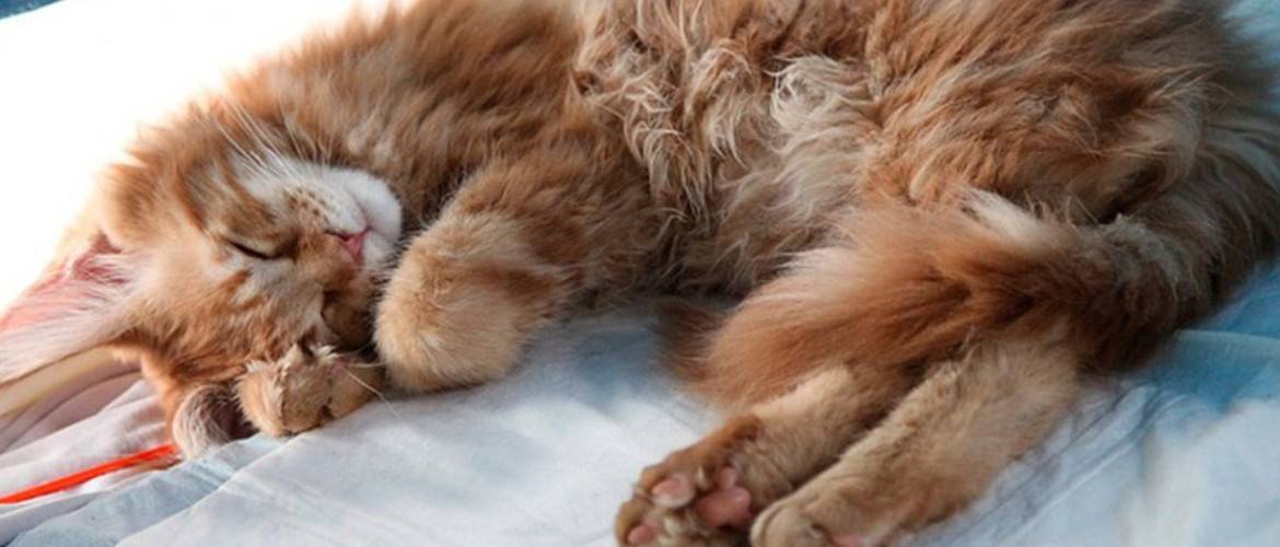 Судороги у кошек: причины и что делать