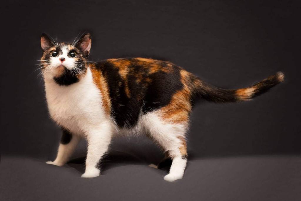 Какие котята у трехцветной кошки. Сибирская кошка трехцветная короткошерстная. Порода Калико. Японский бобтейл трехцветный. Черепаховая кошка Калико.