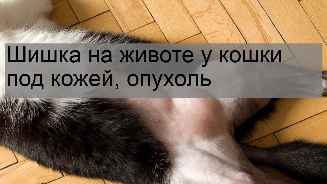 Шишки у кота на шее, животе, под кожей: причины и лечение