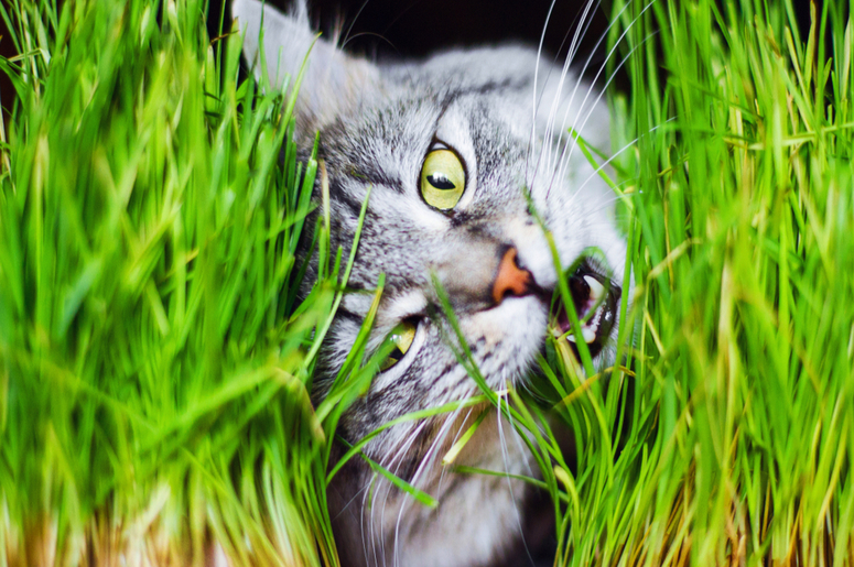 3 причины, почему ваша кошка обожает есть траву