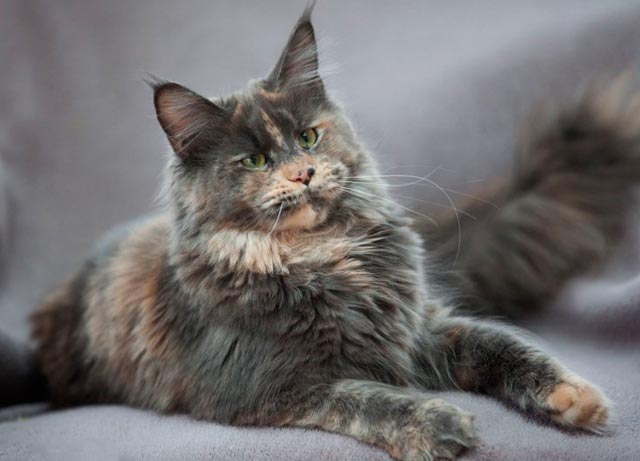 Мейн-кун – роскошный кошачий гигант