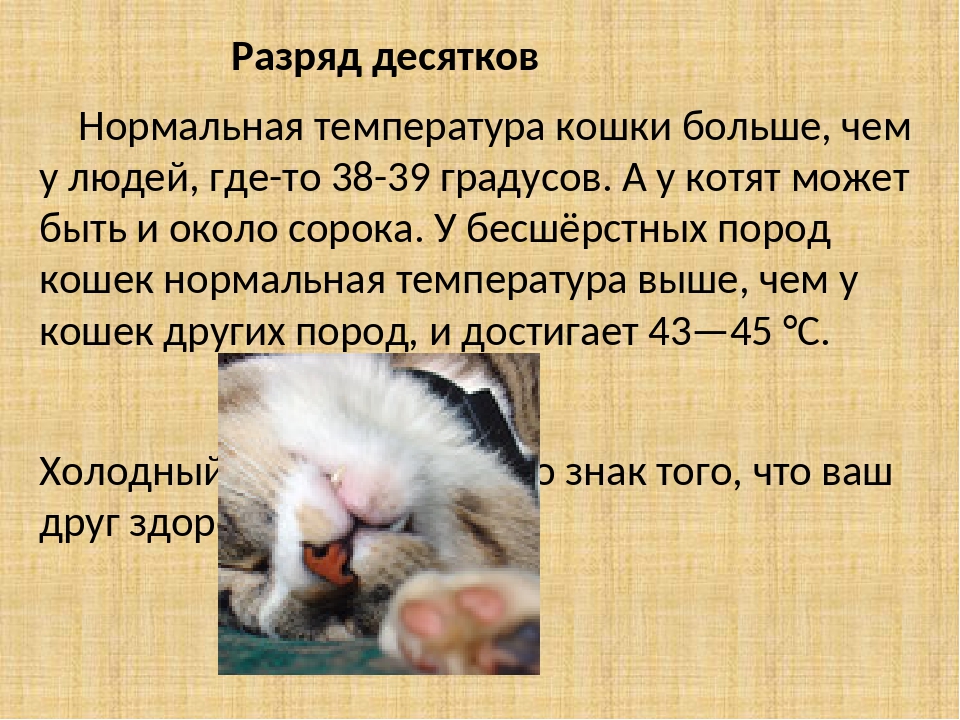 Какая температура у котенка считается нормой