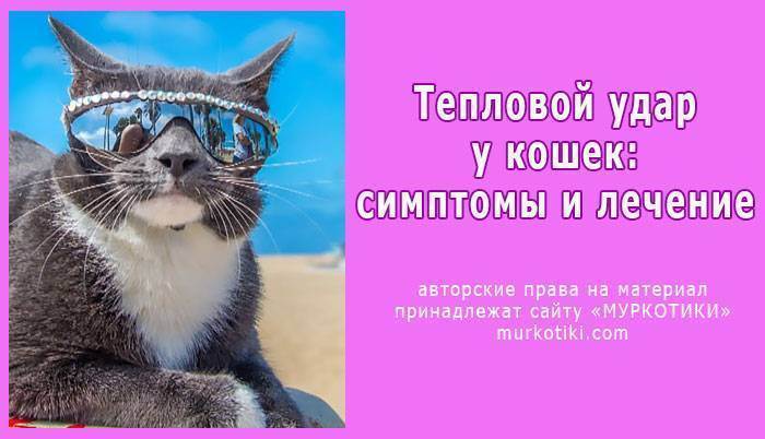 Тепловой удар у собаки, у кошки: признаки, первая помощь, профилактика. | 
ветеринарная служба владимирской области