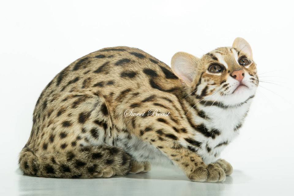 Азиатская леопардовая кошка: подробное описание с фото и видео