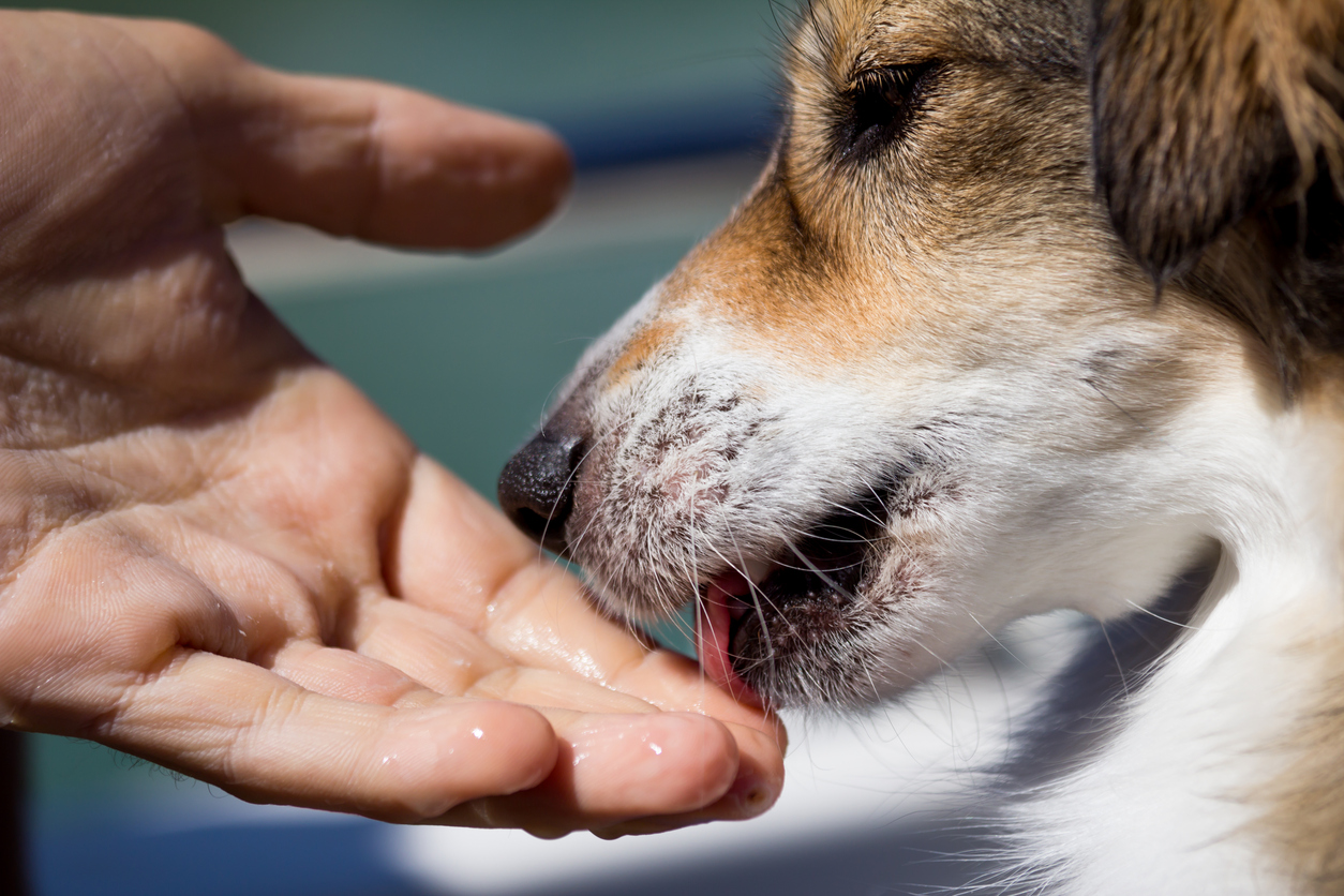 Собака лижет руки: признак доверия к хозяину или нечто иное?