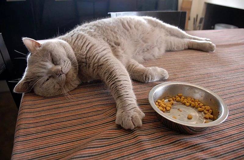 Что делать, если кот не ест и не пьет, только спит (советы ветеринара)