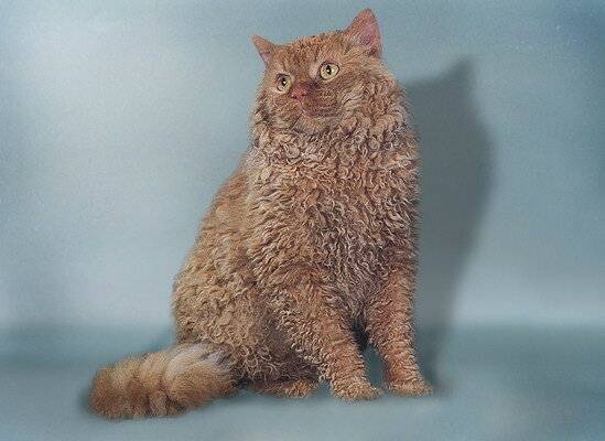 Какие есть кошки с кудрявой шерстью: названия, описание, фото