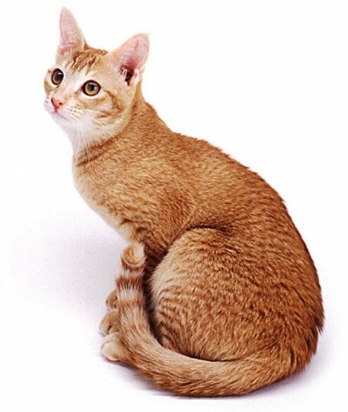 Цейлонская кошка - изящная и красивая порода кошек
