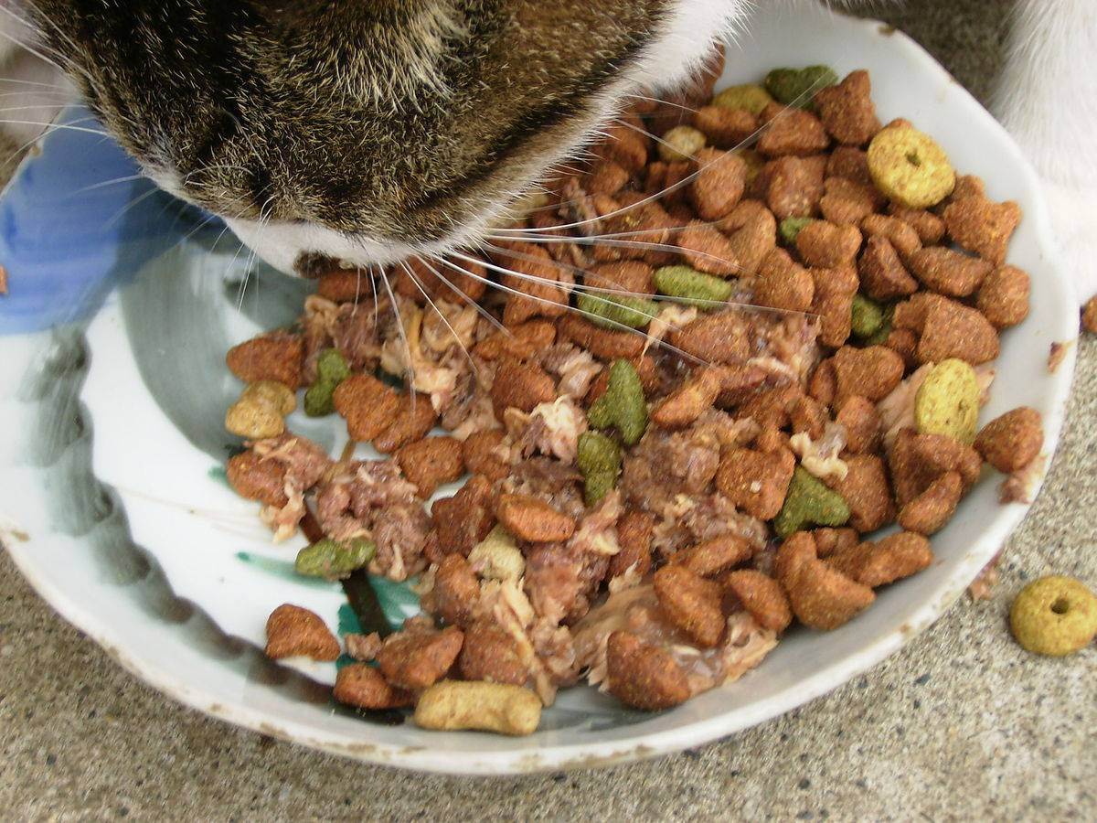 Питание кошек. вся правда о сухом корме » женский мир