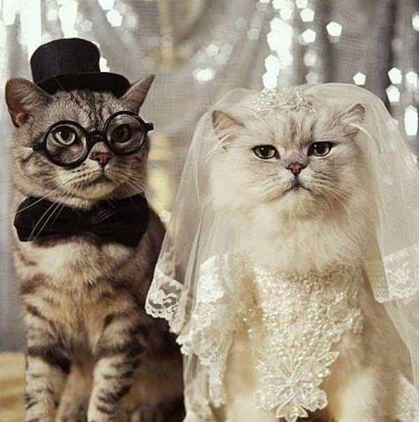 Свадьба кошек ️
