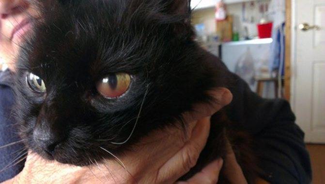 Болезни глаз у кошек: как сохранить здоровье питомца
