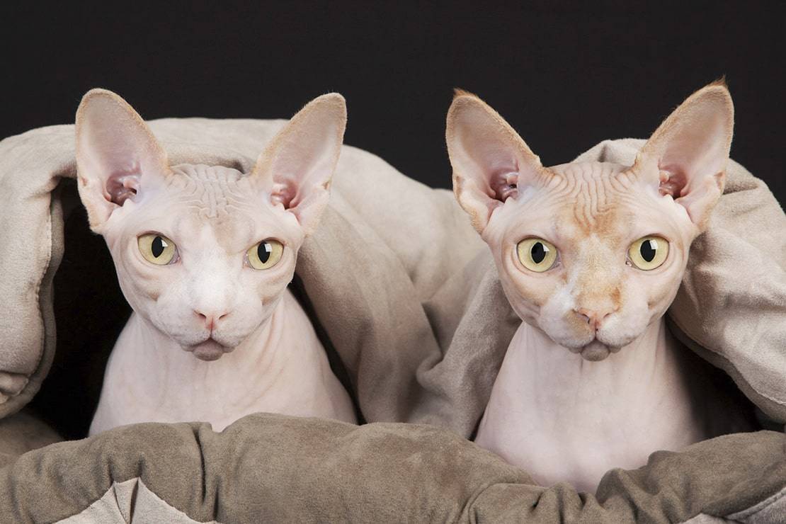 Кошки, на которых нет аллергии, какой породы взять кота аллергику - с шерстью или нет?