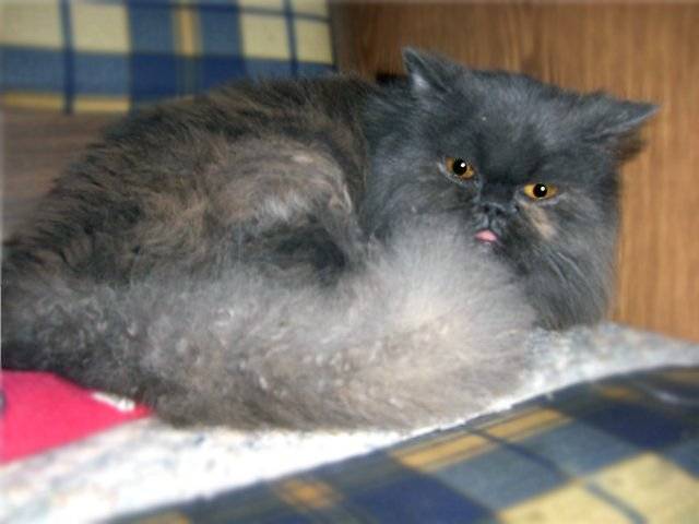 Сколько живут персидские. Персидские коты кастрированные. Персицкий кот кастрированный. Сколько живут персидские кошки в домашних условиях. Персидская кошка вес.