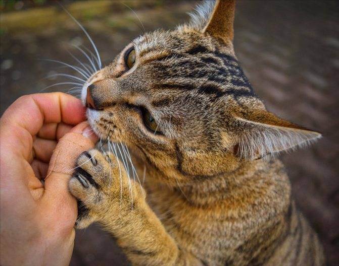 Кот не ест и дрожит. кот дрожит — полный список причин от ветеринара
