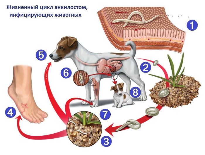 Пояснично-крестцовый стеноз у собак, виды заболевания, лечение | блог ветклиники "беланта"
