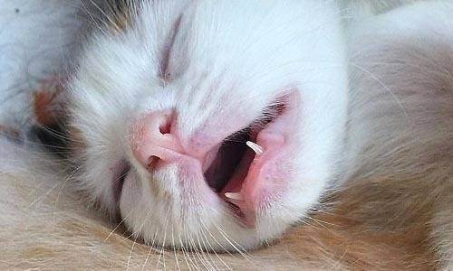 Кот сопит носом когда спит. почему шотландский и британский кот сопит и храпит во сне? питание и храп. есть ли что — то общее между ними