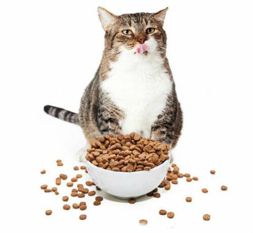 Какие крупы разрешается давать кошкам вместе с мясом или рыбой, можно ли кормить котенка манной кашей?