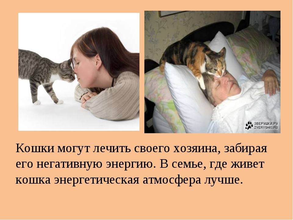 Кто лучше лечит кот или кошка