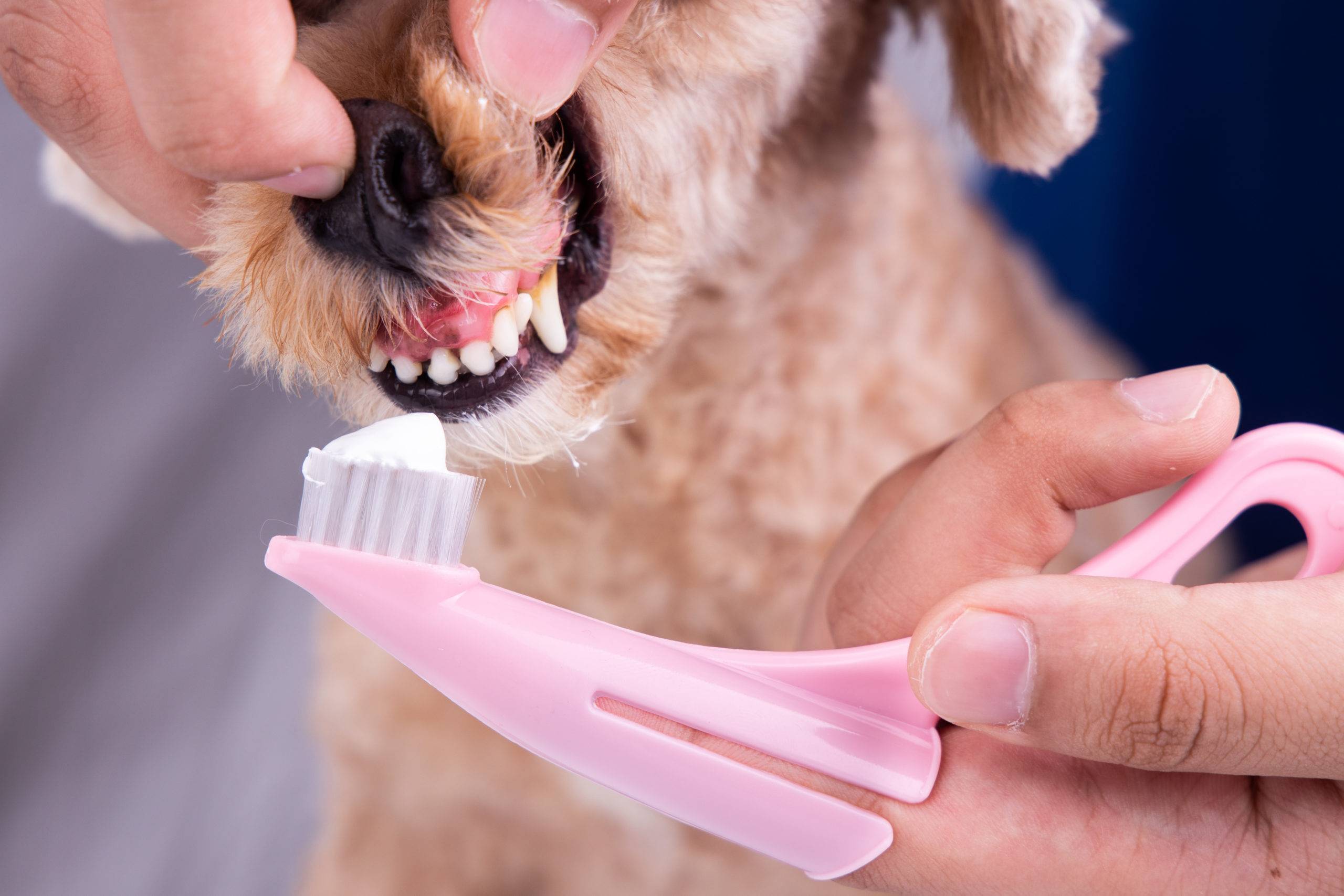 Пошаговый мастер класс: как чистить зубы собаке