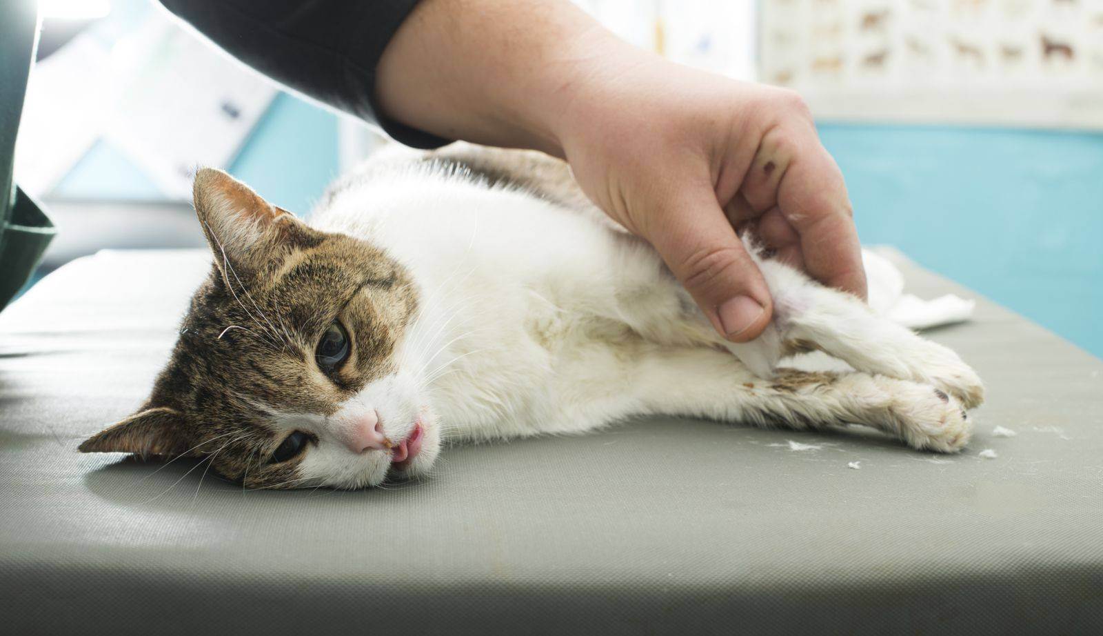 Болезнь ушей у кошек: симптомы и лечение в домашних условиях
