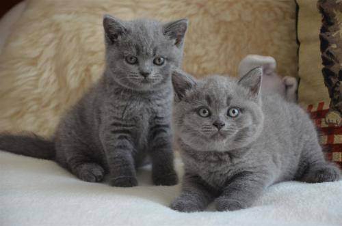 Клички для британских котов и кошек: популярные и красивые имена, которыми можно назвать мальчика и девочку британской породы