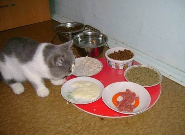 Можно ли кормить кошку сырым мясом
можно ли кормить кошку сырым мясом
