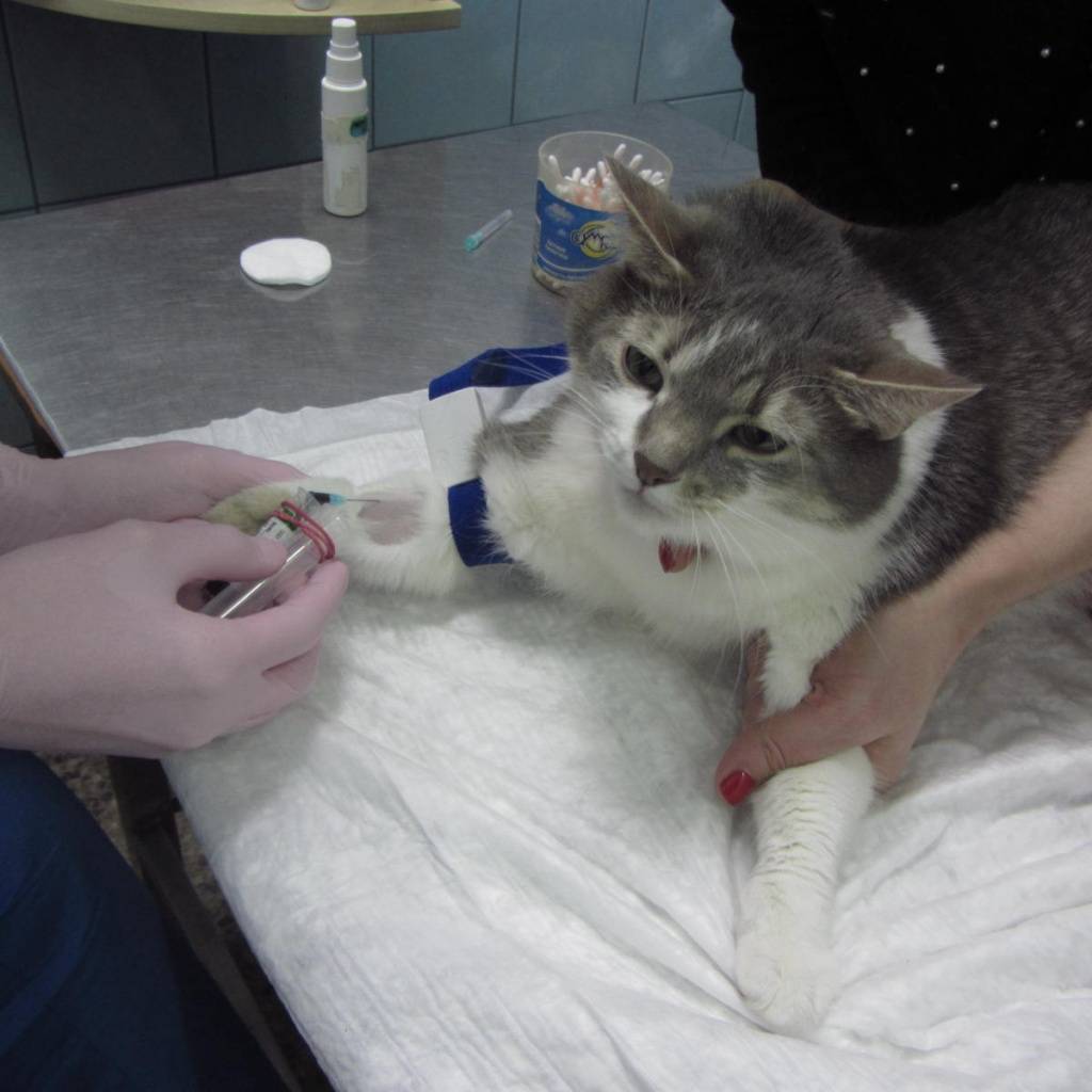 Переливание крови для кошек и собак: как это происходит?