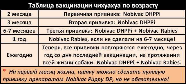 Когда глистогонить щенков: сроки, выбор препарата, особенности применения, отзывы - truehunter.ru