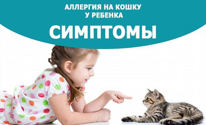 Аллергия на кошек у детей: симптомы, что делать