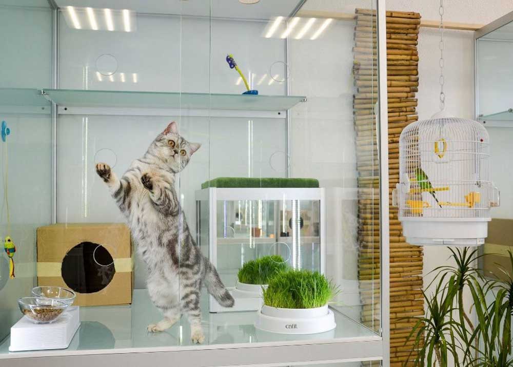 «сэр кот» — гостиница для котиков