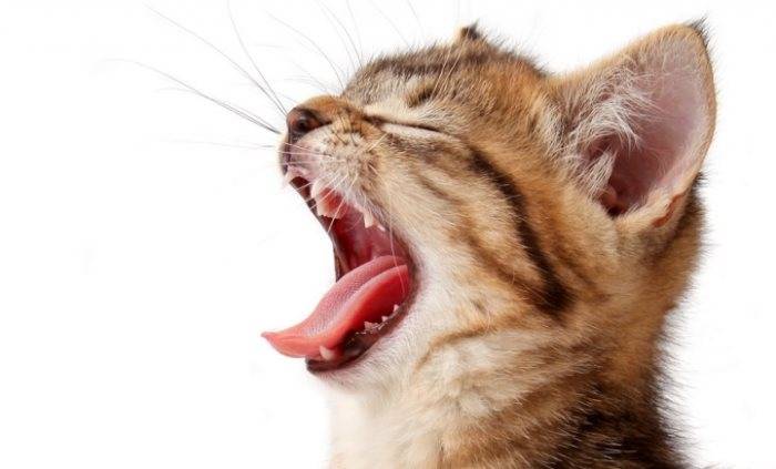 Как и когда происходит смена зубов у котят?