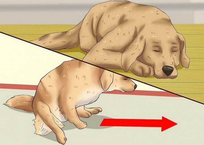Слизь в кале у собаки: причины, что делать, способы лечения