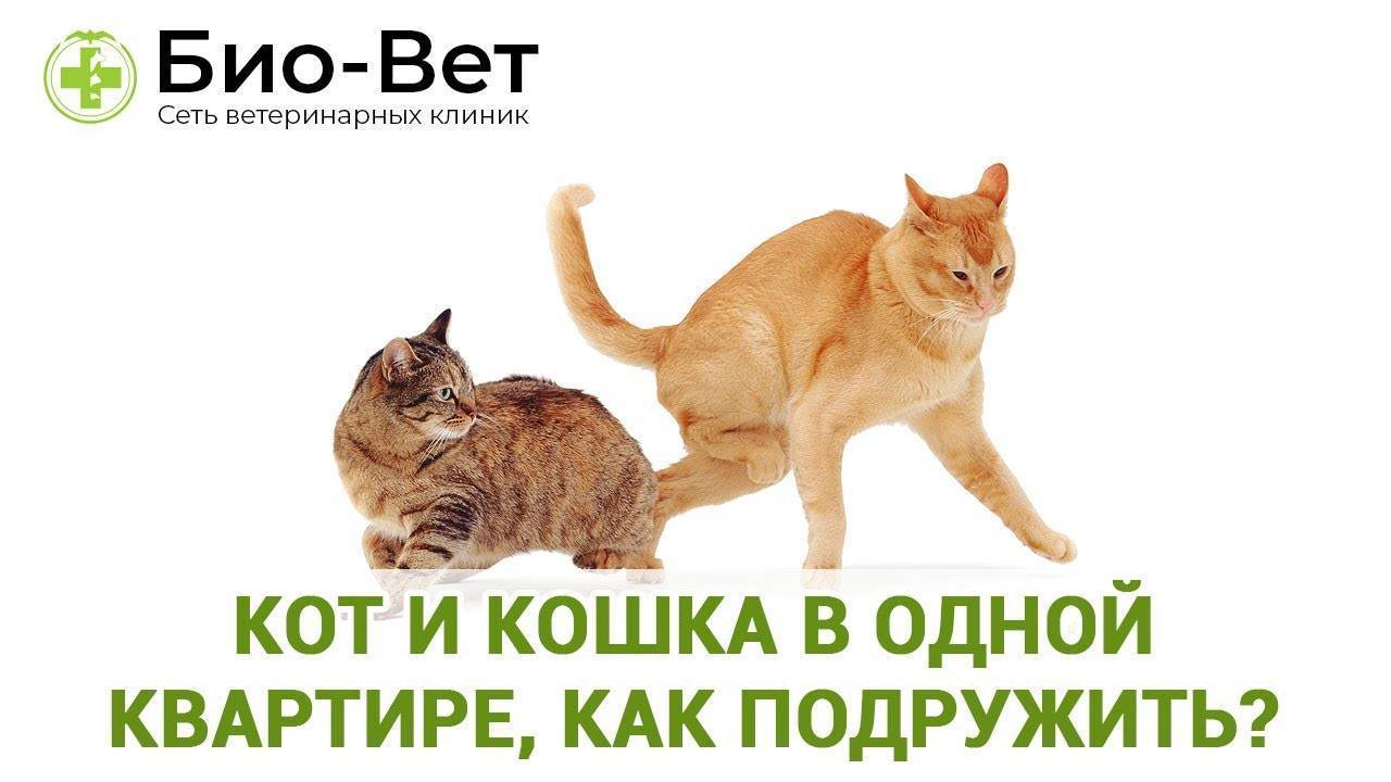 Как подружить кошку с кошкой и с другими животными в доме? :: syl.ru