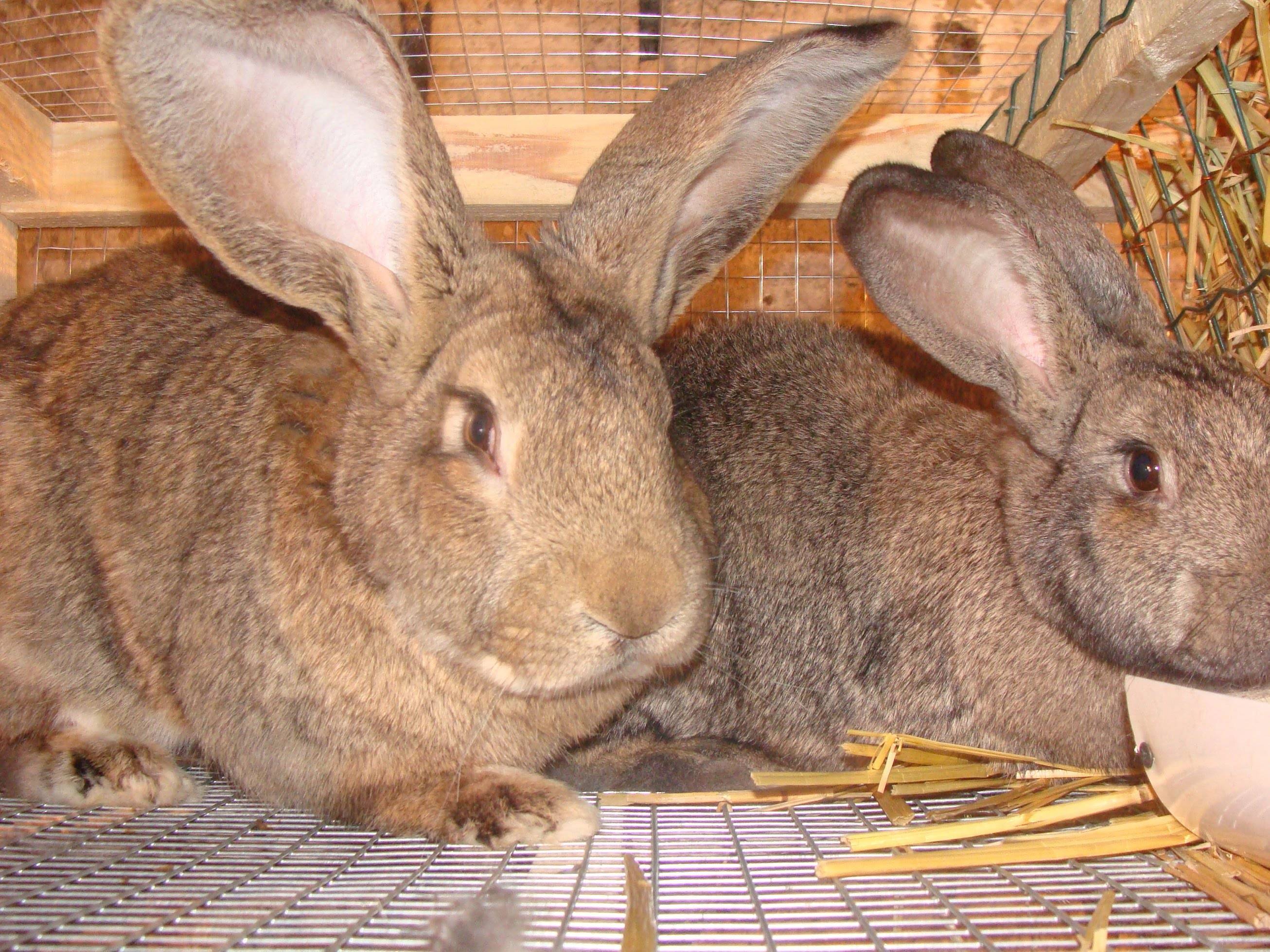 Самодельные клетки для кроликов фландр. как построить крольчатник на даче своими руками