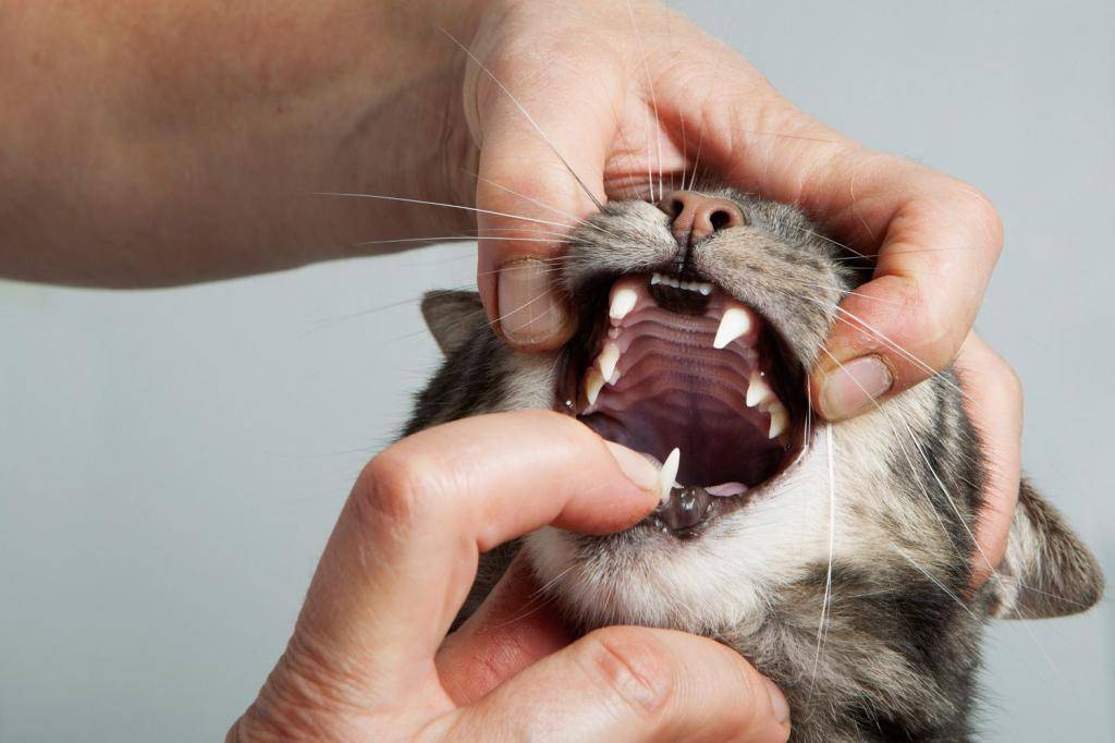 У кота текут слюни – какие могут быть причины и как это лечить