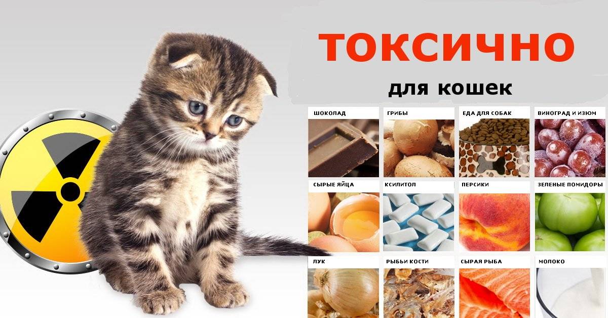 Можно ли давать рис кошке - oozoo.ru