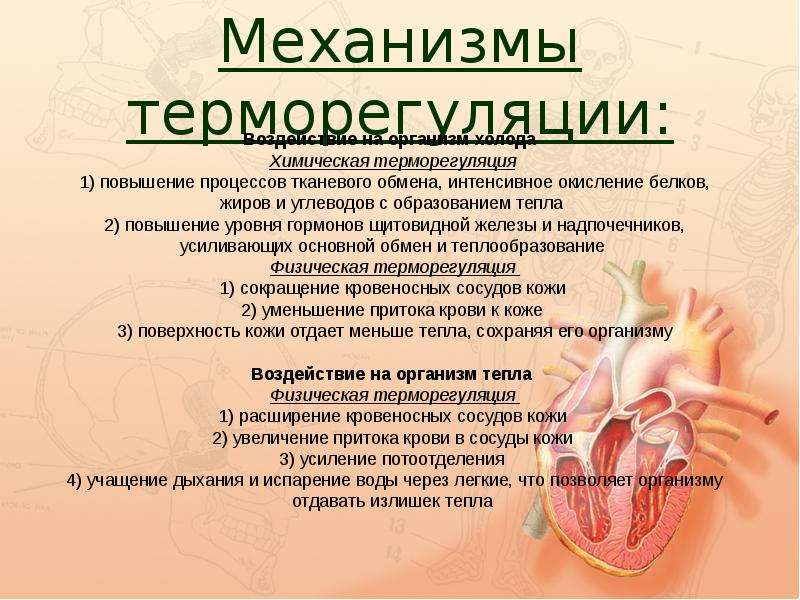 Потеют ли кошки: особенности терморегуляции пушистых питомцев и сфинксов
