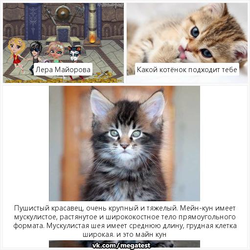 Где надо и где не надо покупать котенка / проверено на людях на сайте росконтроль.рф