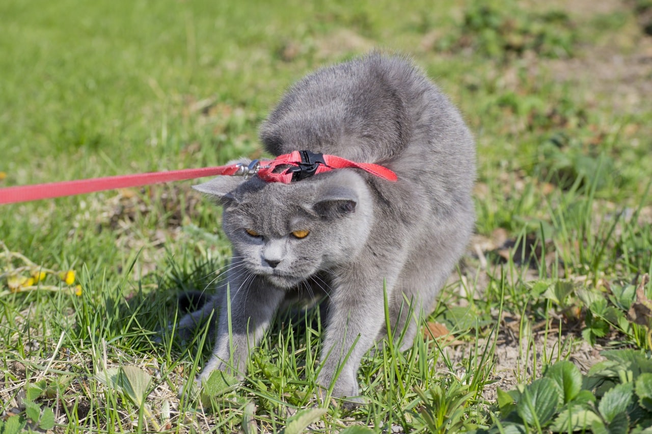 Правила выгула кошек на улице, как правильно выгуливать кошку