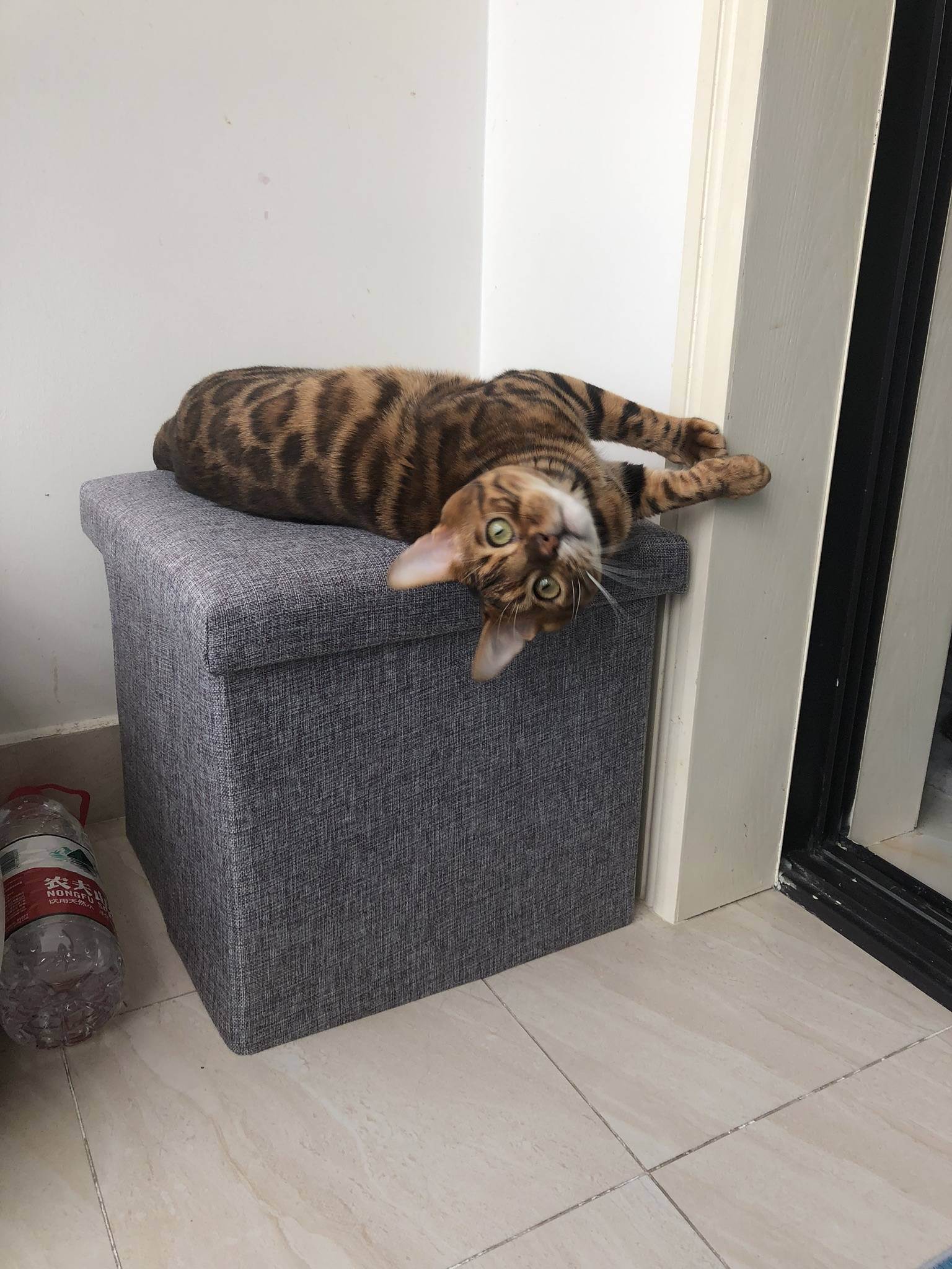 Лучших 5 советов: как отучить кошку драть мебель и обои