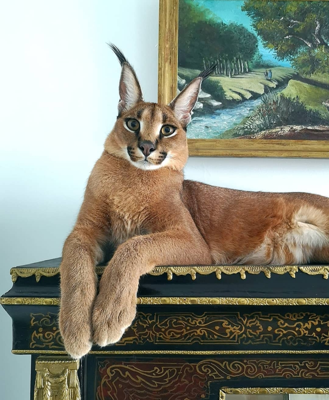 Домашняя порода кошки рысь