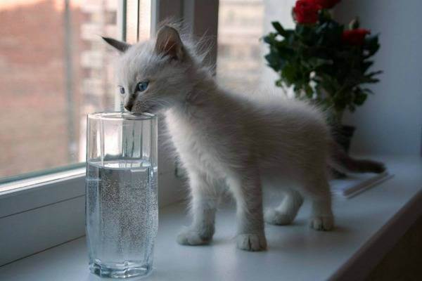 Сколько воды должна пить кошка в сутки