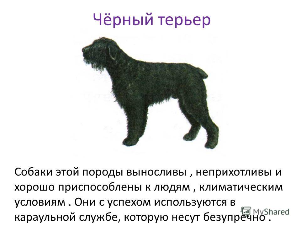 Порода собак русский черный терьер: фото, видео, описание породы и характер