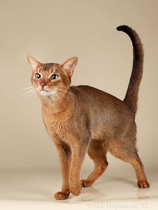 Короткошерстные кошки: названия пород, их описания и фото