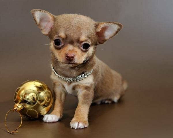 10 самых маленьких пород собак в мире с фото