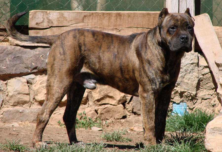 Аланская боевая собака: описание породы