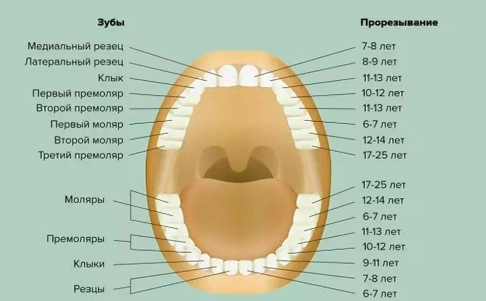 Сколько вылазит коренной зуб. Схема прорезывания коренных зубов у детей. Зубы у детей порядок прорезывания коренных зубов. Схема прорезывания кореныхзубов. Зубы человека схема прорезывания.