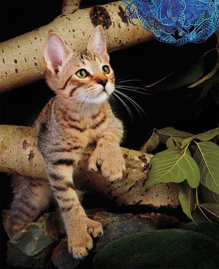 Читать онлайн книгу кошки. генетика и племенное разведение - инна шустрова бесплатно. 1-я страница текста книги.