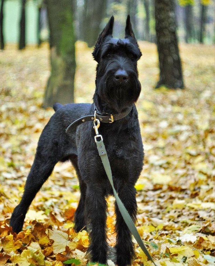 Ризеншнауцер гигантский фото