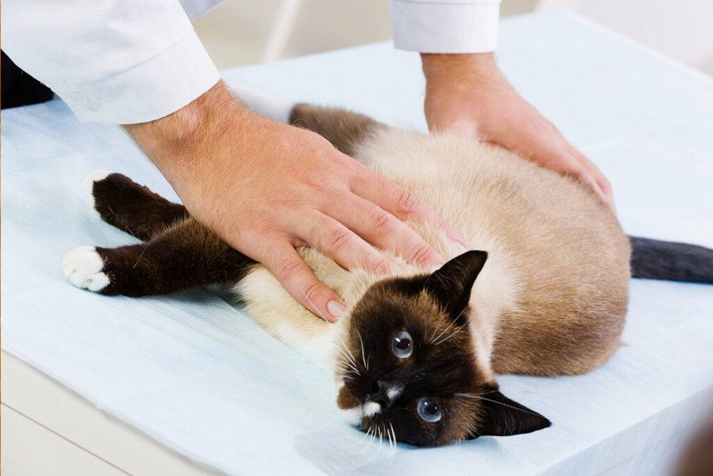 Подобрали котенка: порядок действий от ветеринара